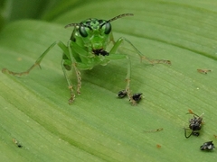 Tenthredo olivacea