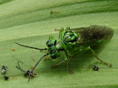 Tenthredo olivacea