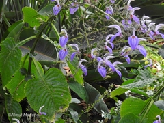 Brillantaisia