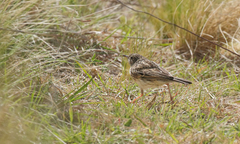 Anthus hellmayri