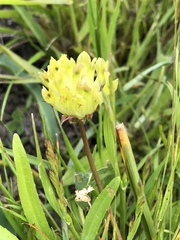 Trifolium fucatum