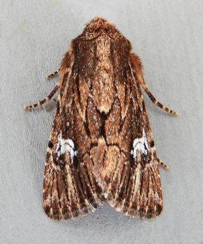 Properigea loculosa