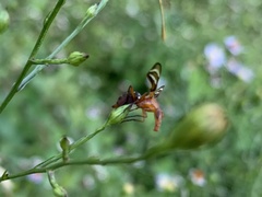 Tritoxa