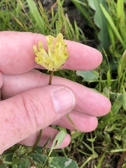 Trifolium fucatum