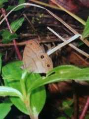 Hermeuptychia harmonia