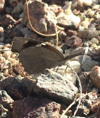 Libytheana carinenta