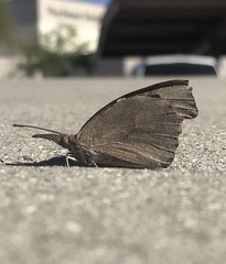 Libytheana carinenta
