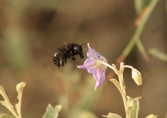 Xylocopa tabaniformis pallidiventris