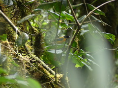 Anisognathus notabilis