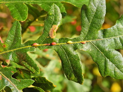 Pseudoneuroterus saliens