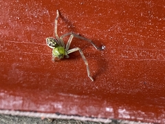 Sparassidae