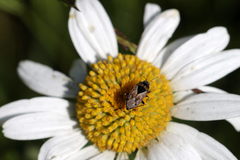 Trapezonotus ullrichi