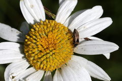 Trapezonotus ullrichi