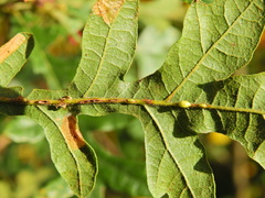 Pseudoneuroterus saliens