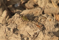 Erpetogomphus crotalinus