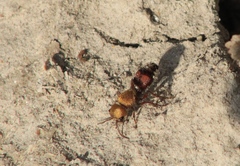 Dasymutilla snoworum