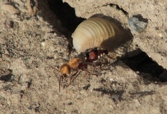 Dasymutilla snoworum