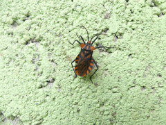 Spartocera pantomima