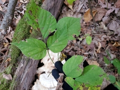 Angiospermae