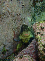 Ophioblennius atlanticus