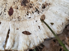 Angiospermae