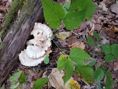 Angiospermae