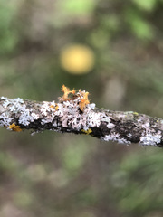 Laetisaria lichenicola