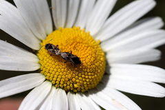 Trapezonotus ullrichi