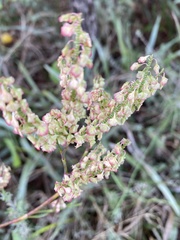Polygonella macrophylla