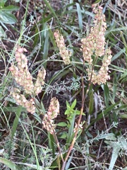 Polygonella macrophylla