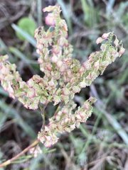 Polygonella macrophylla