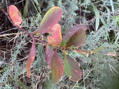 Polygonella macrophylla