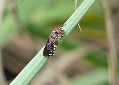Epanthidium