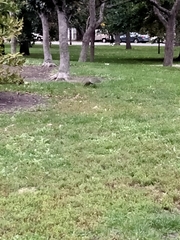 Sciurus carolinensis