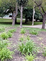 Sciurus carolinensis