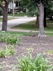 Sciurus carolinensis