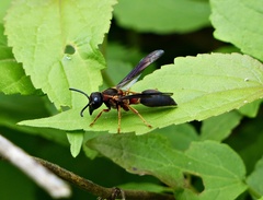 Montezumia nigriceps