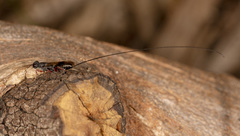 Megalyra rufipes