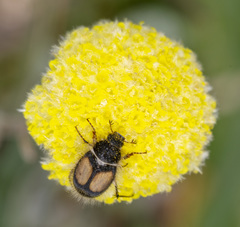 Liparetrus discipennis