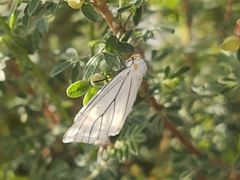 Neuromelia selectata