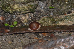 Quantula striata