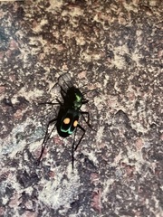 Pseudoxycheila chaudoiri