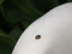 Anthrenus verbasci