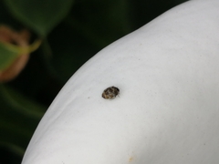 Anthrenus verbasci