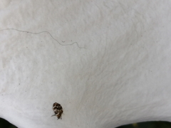 Anthrenus verbasci