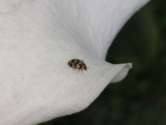 Anthrenus verbasci