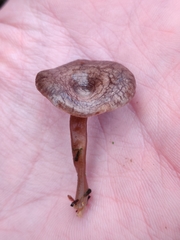 Rhodocybe caelata