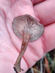 Rhodocybe caelata