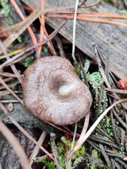 Rhodocybe caelata