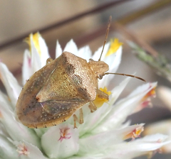Pentatomini